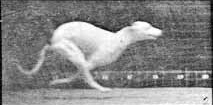 Dog_galloping, Muybridge.gif